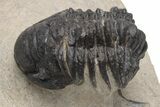 Uncommon Crotalocephalus (Not Gibbus) Trilobite #230455-2